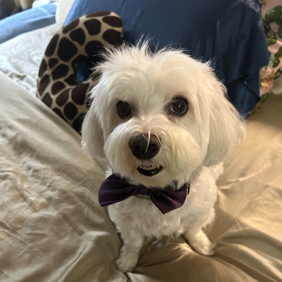 Meet your Posher, Leigh ann - Picture 1 of 1